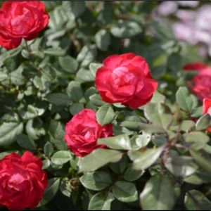 Meet your Posher, Gabrielle